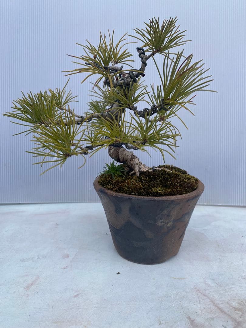 五葉松盆栽 小品 陶器鉢 苔付き