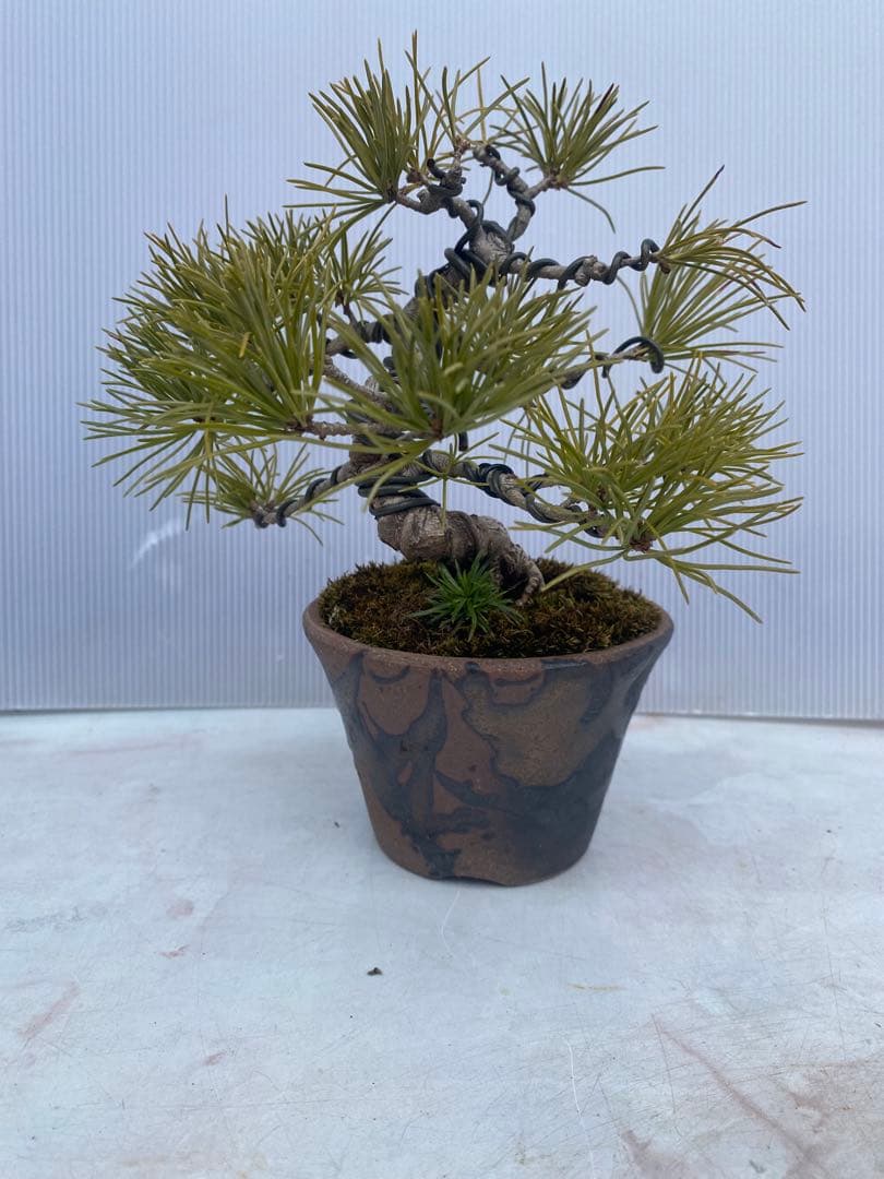 五葉松盆栽 小品 陶器鉢 苔付き