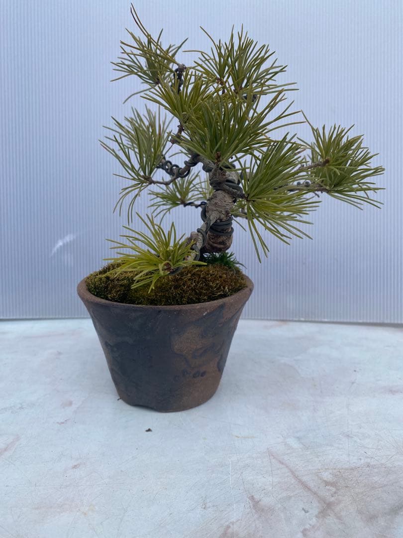 五葉松盆栽 小品 陶器鉢 苔付き