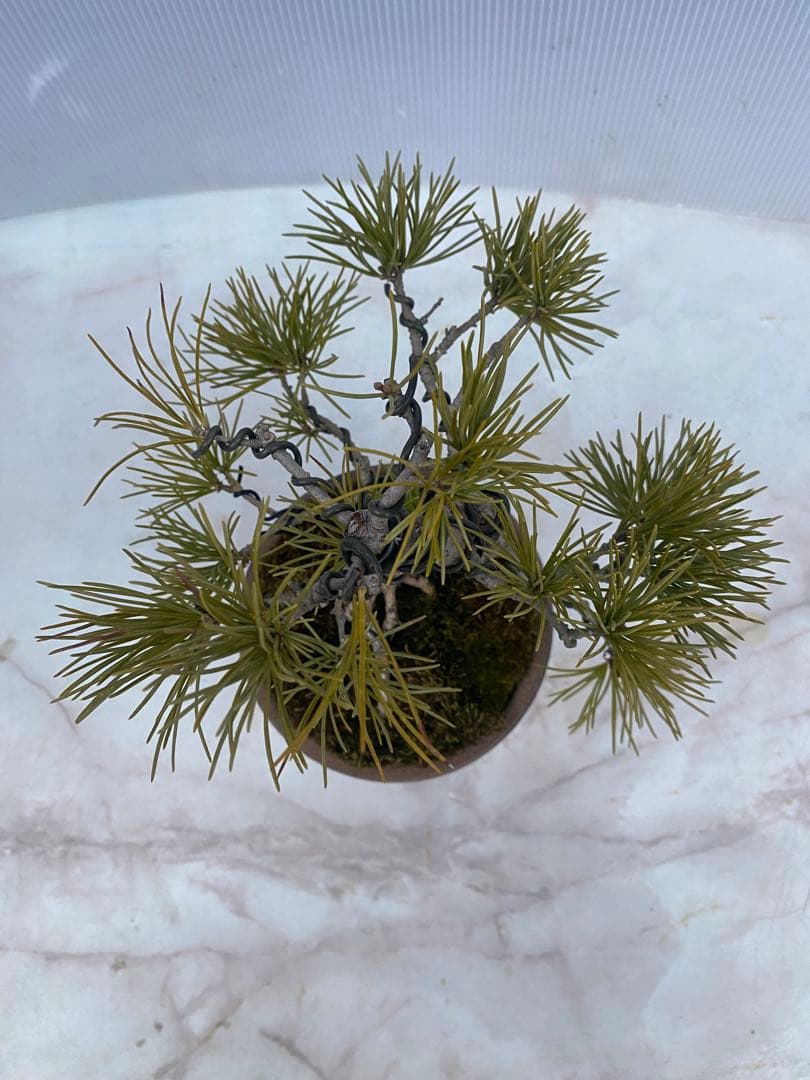 五葉松盆栽 小品 陶器鉢 苔付き