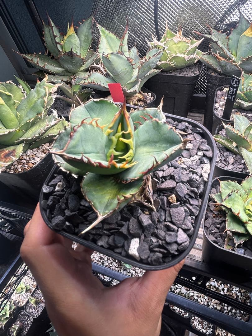 アガベ　チタノタ　多聞天　天芽