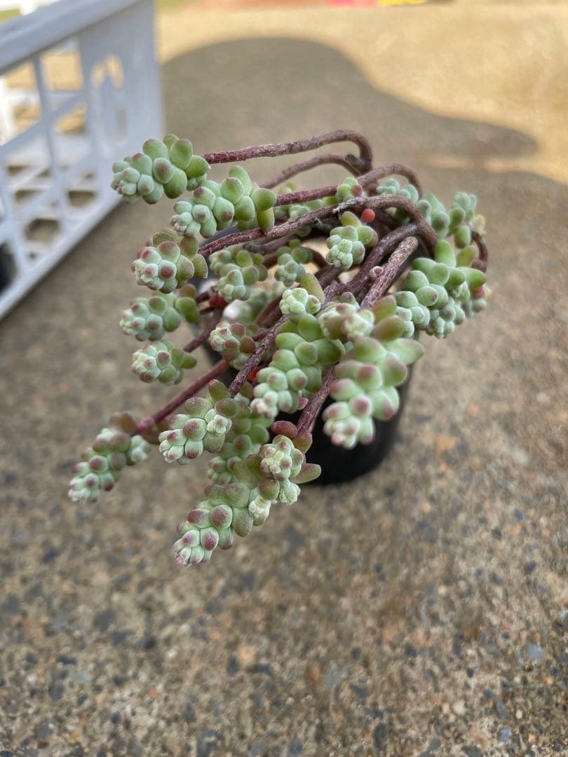 ☆ご確認用☆木立性ブレビフォリウム