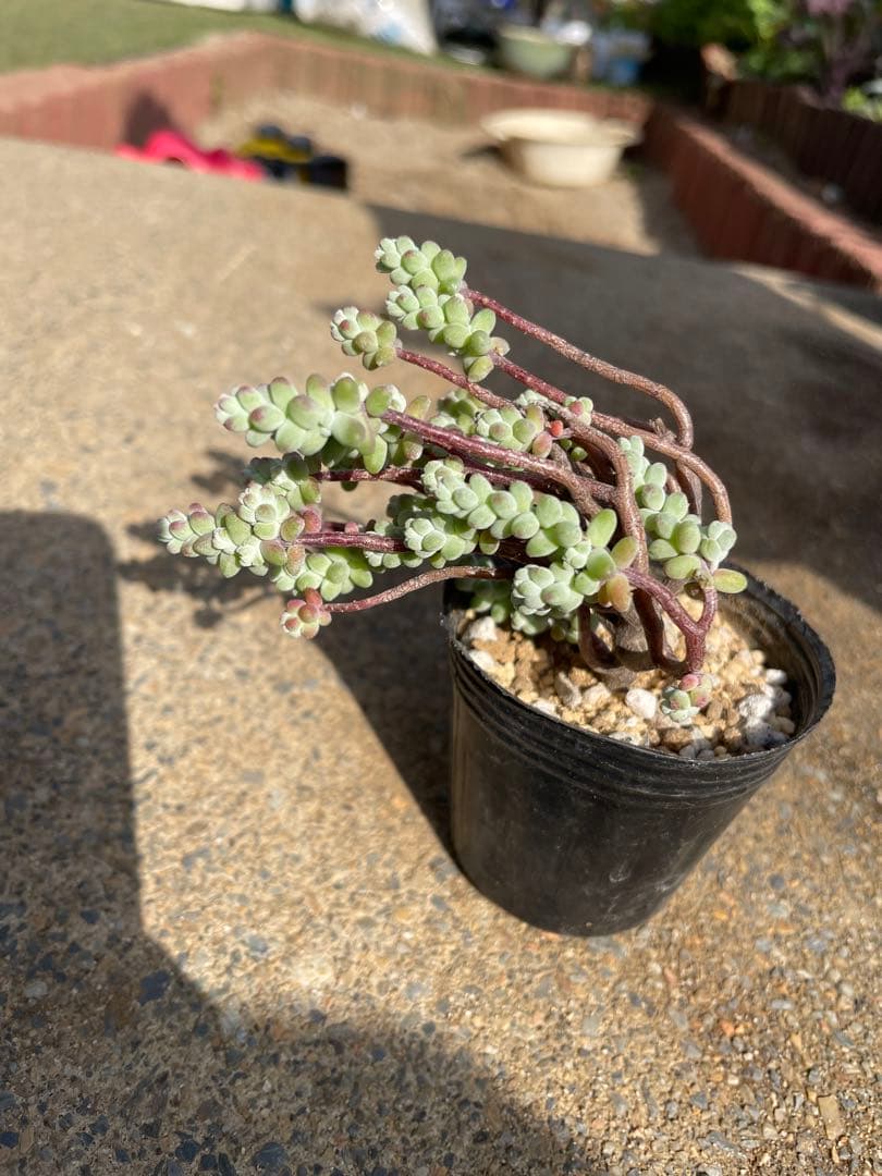 ☆ご確認用☆木立性ブレビフォリウム