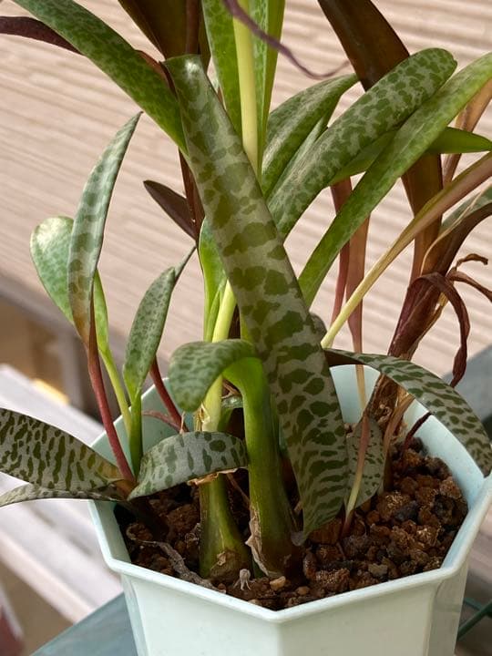 レデボウレア ソシアリス ビオラセア 豹紋 寄せ植え 抜き苗