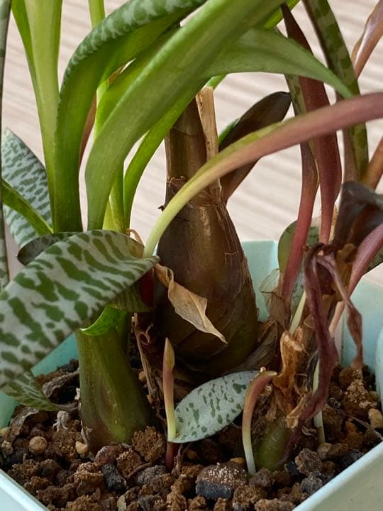 レデボウレア ソシアリス ビオラセア 豹紋 寄せ植え 抜き苗