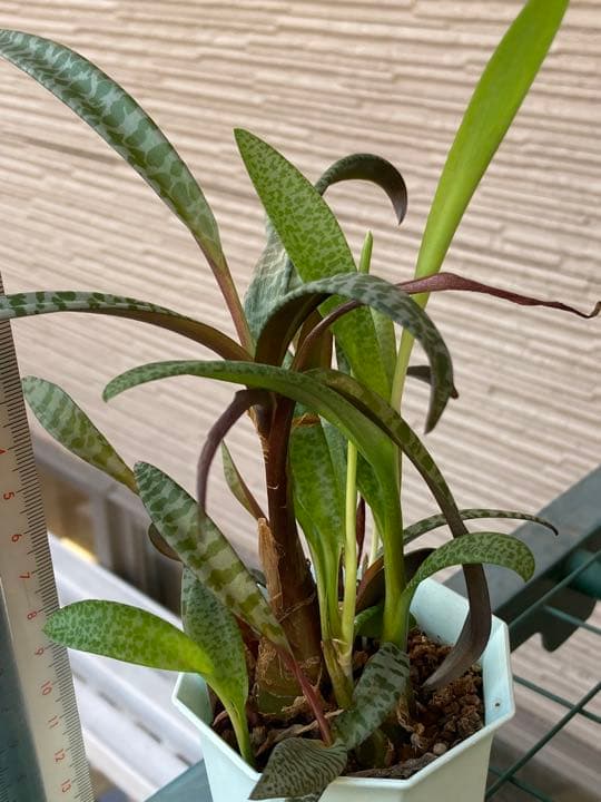 レデボウレア ソシアリス ビオラセア 豹紋 寄せ植え 抜き苗