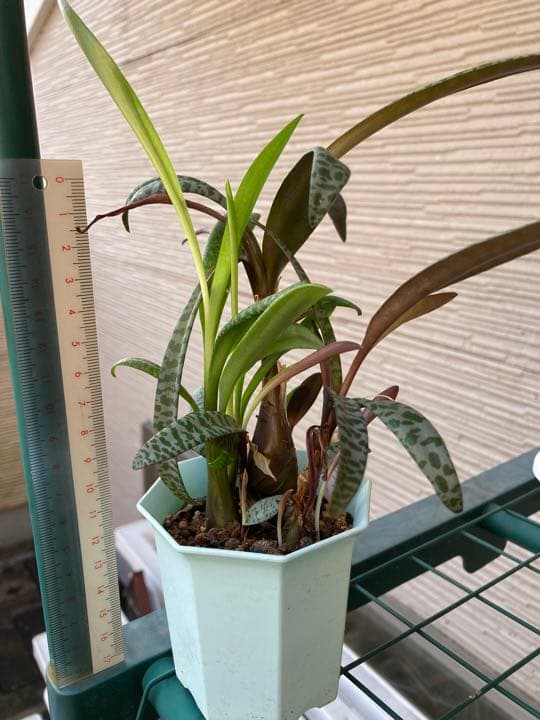 レデボウレア ソシアリス ビオラセア 豹紋 寄せ植え 抜き苗