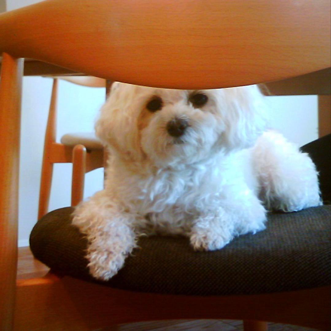 VISTA QUEST VQ1005 BLK 黒