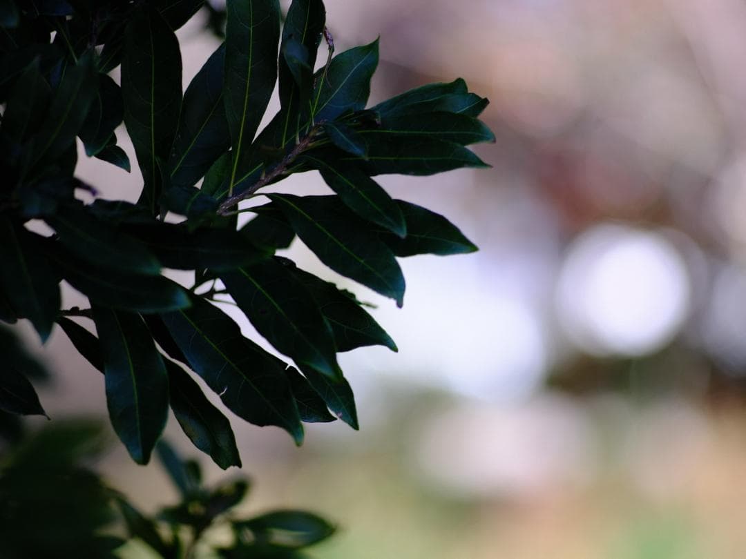 【テスト済】SMC PENTAX-A 645 200mm F4 392