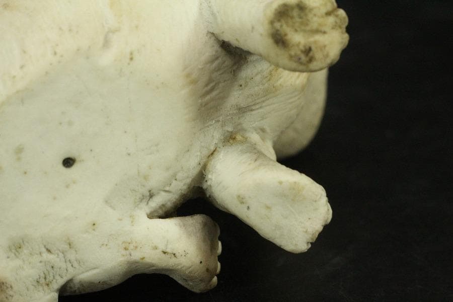 陶製 可愛い犬 置物(ZE660)