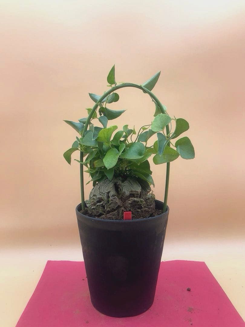 ccy様 リクエスト 2点 まとめ商品