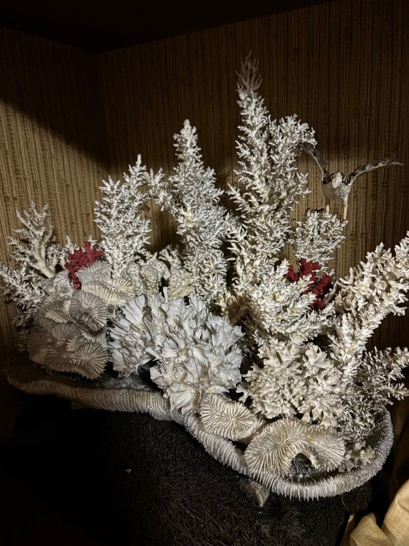 ホワイトサンゴのインテリア装飾品