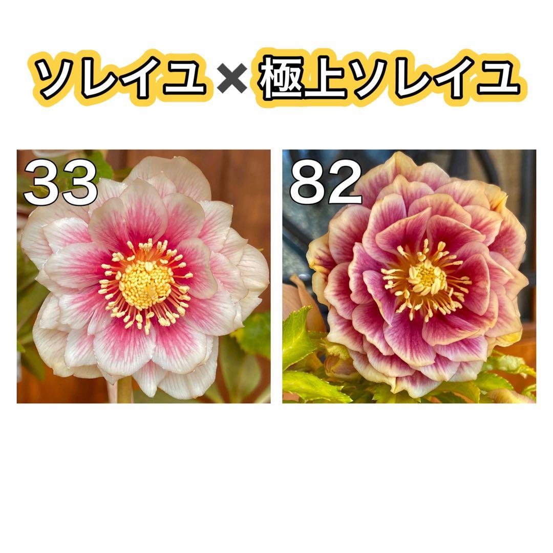 クシカツ様 リクエスト 2点 まとめ商品