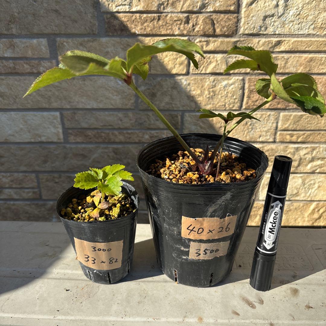 クシカツ様 リクエスト 2点 まとめ商品