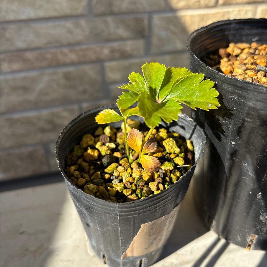 クシカツ様 リクエスト 2点 まとめ商品