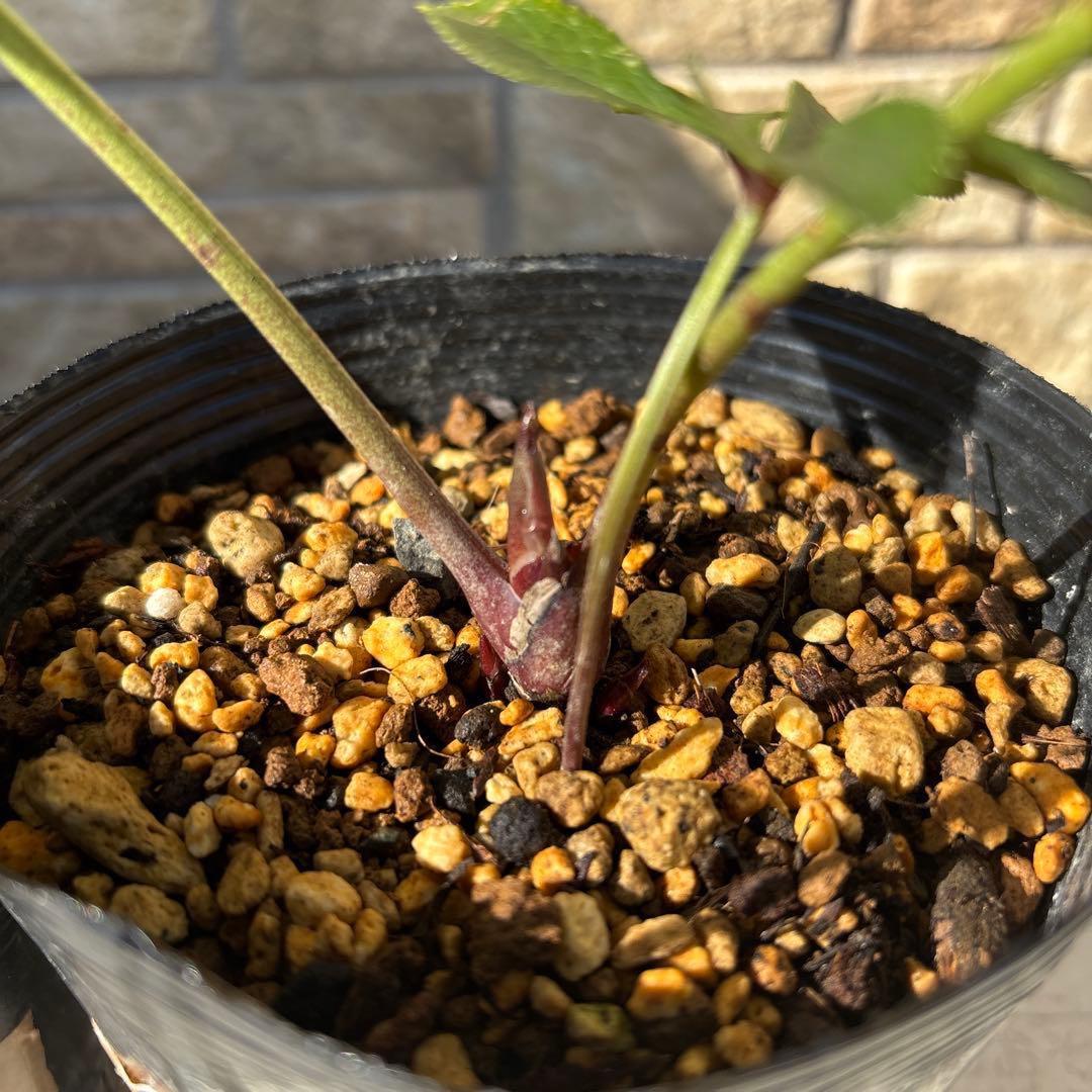 クシカツ様 リクエスト 2点 まとめ商品