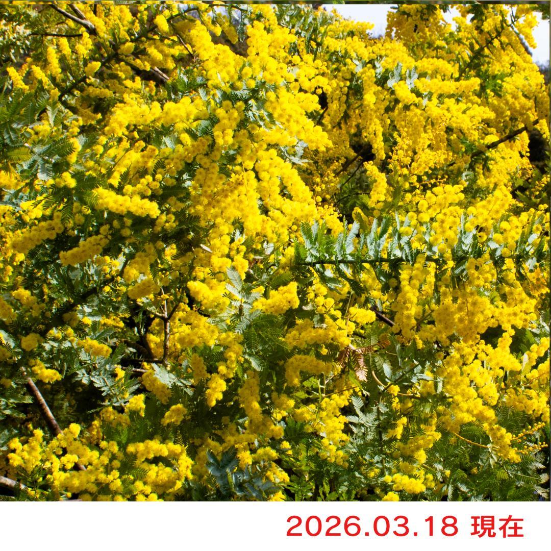 フレッシュミモザ 2026年 100サイズ