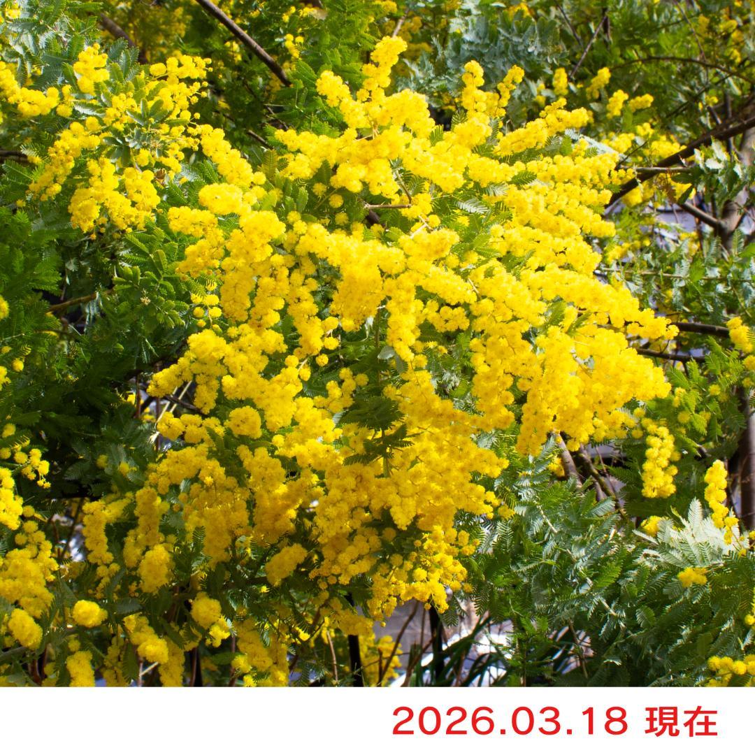 フレッシュミモザ 2026年 100サイズ