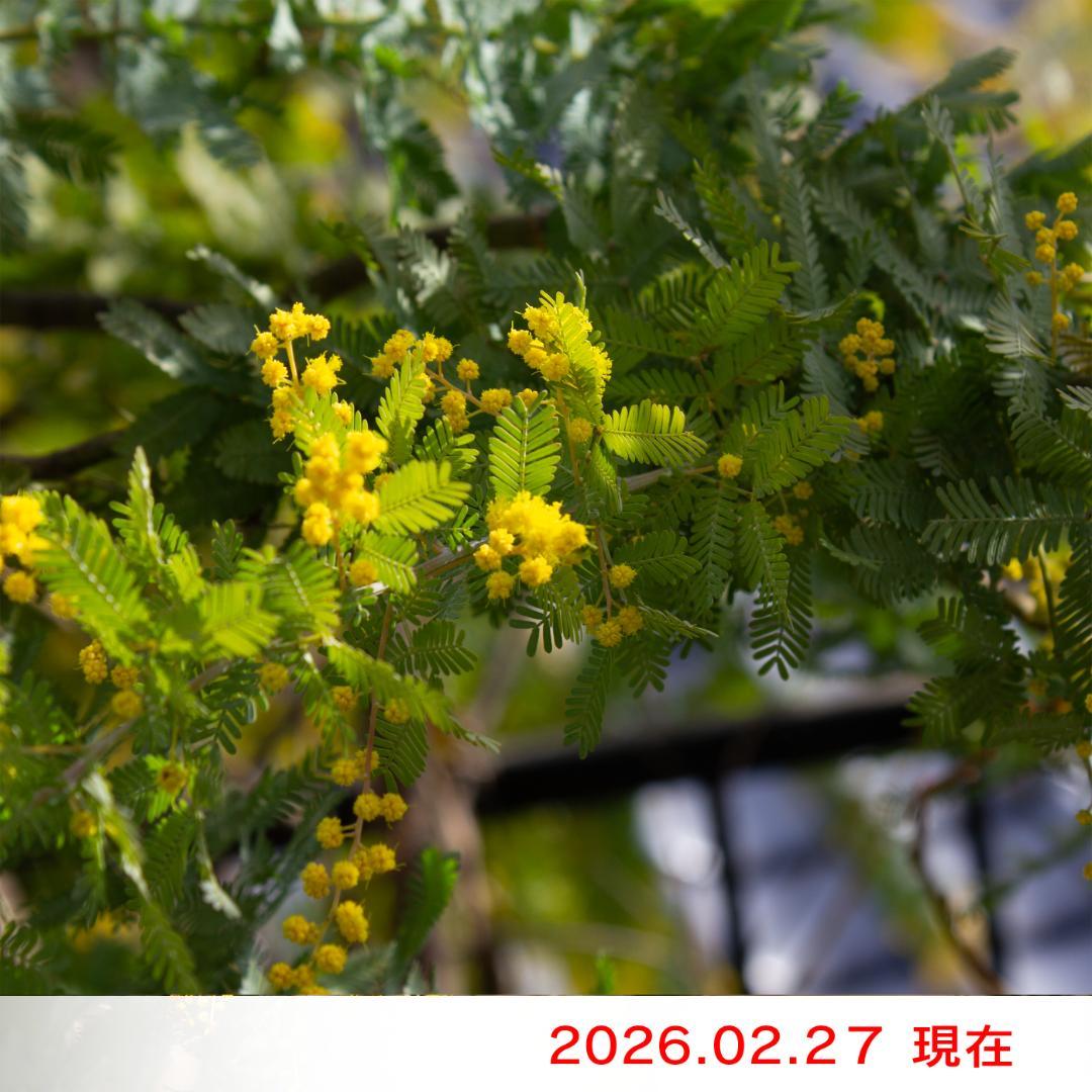 フレッシュミモザ 2026年 100サイズ