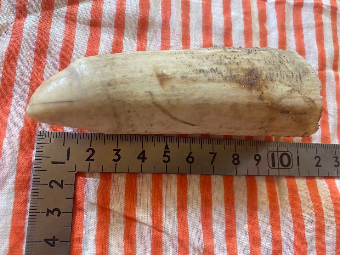 マッコウクジラの歯(未加工)