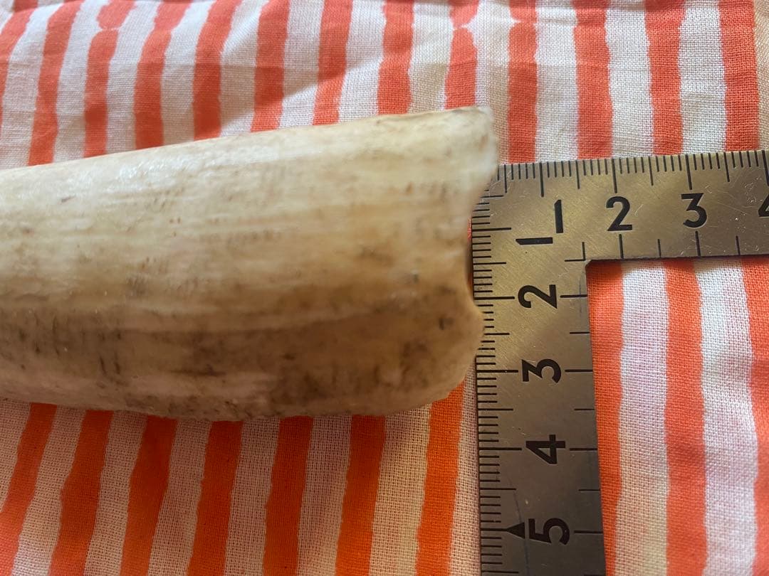 マッコウクジラの歯(未加工)