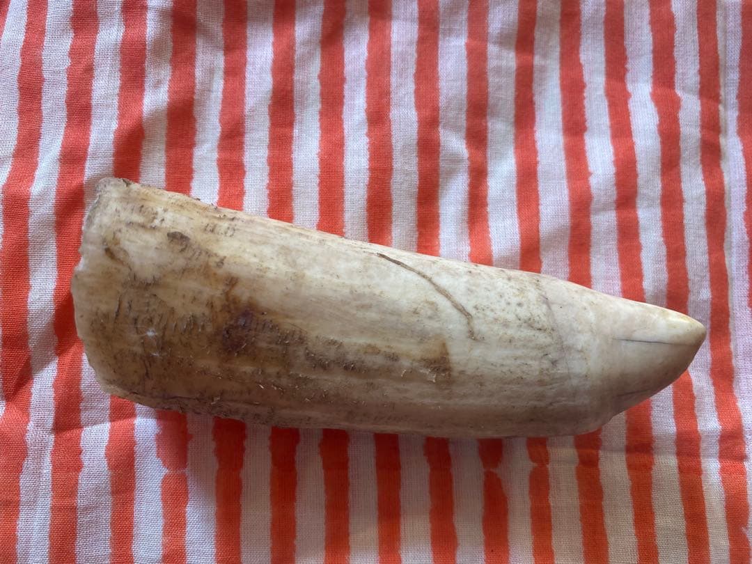 マッコウクジラの歯(未加工)