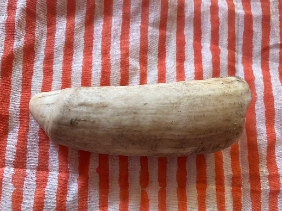 マッコウクジラの歯(未加工)