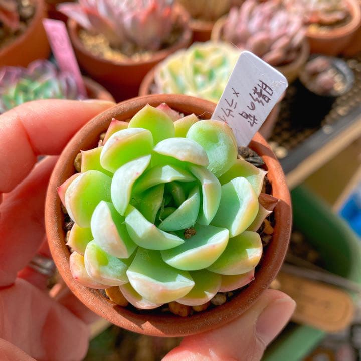 月影の宵xラウイ