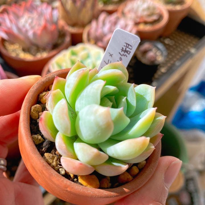 月影の宵xラウイ