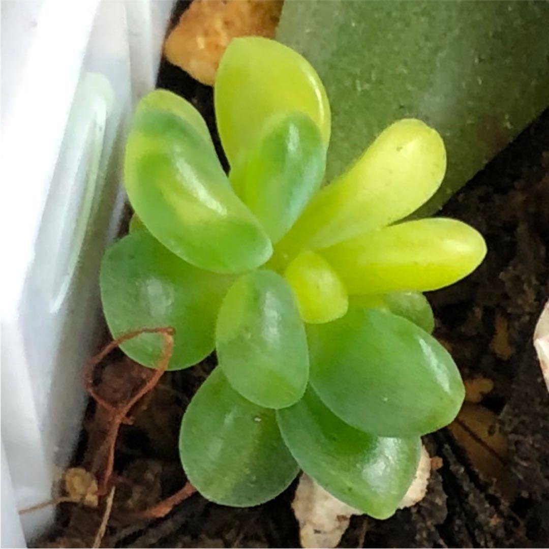 多肉植物^o^  葉挿し赤ちゃんシャンパンライム  錦