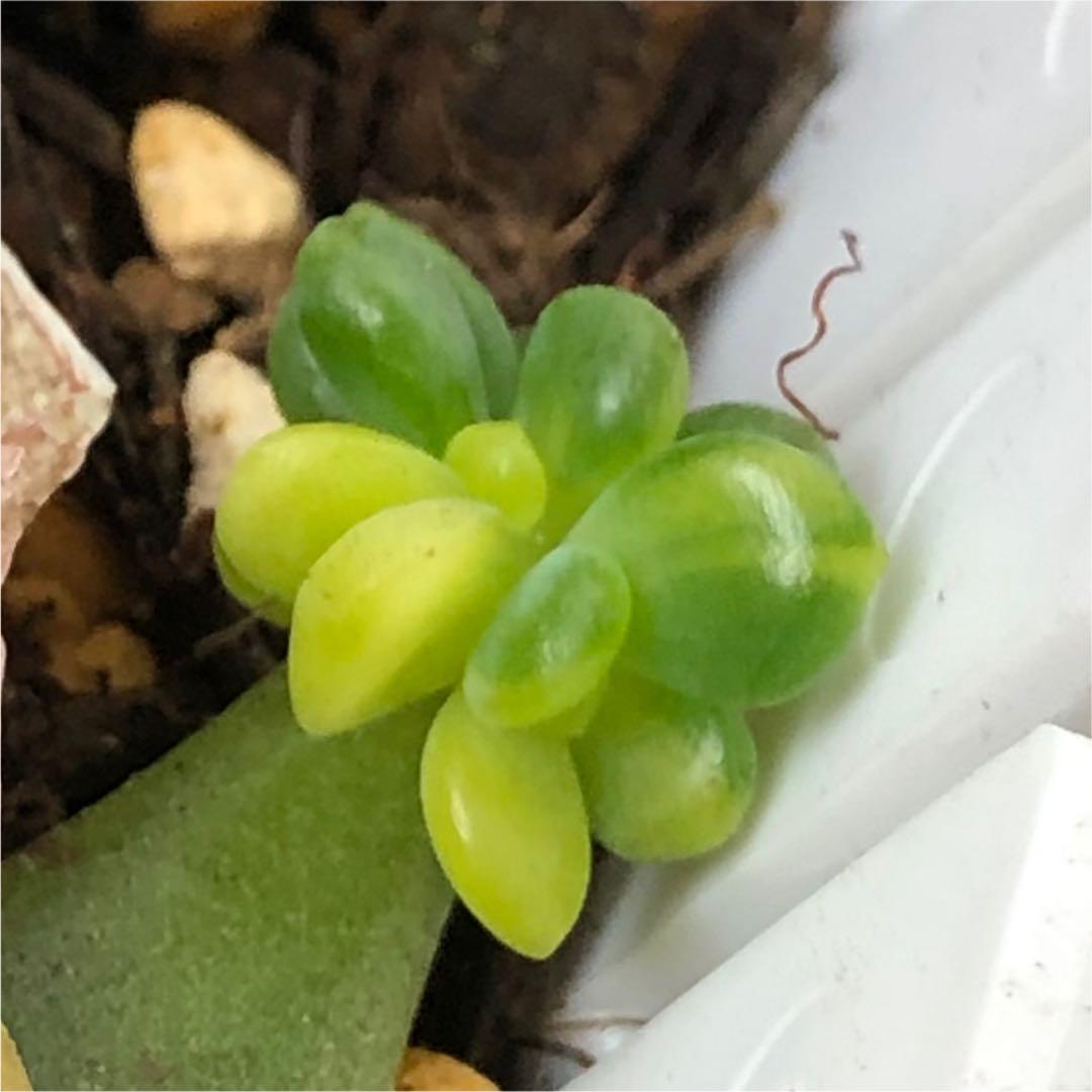 多肉植物^o^  葉挿し赤ちゃんシャンパンライム  錦