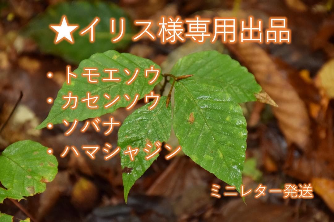 イリス出品　ハマシャジン種子他