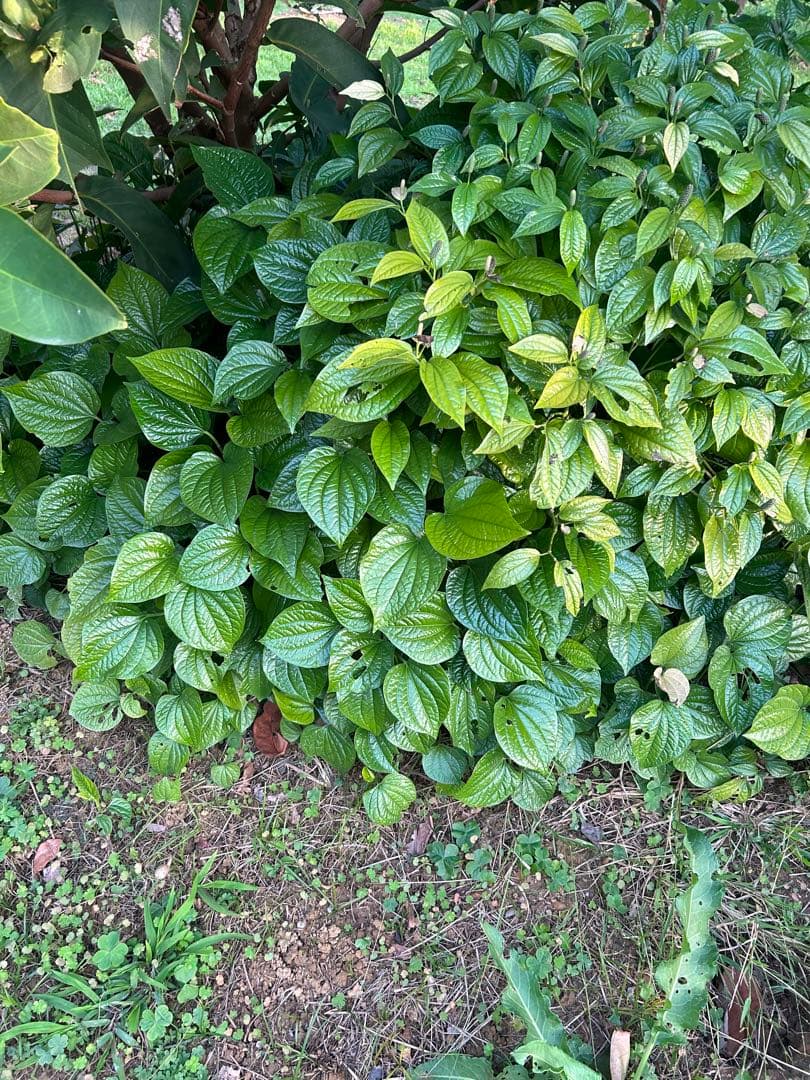 沖縄県産ユウガオ10kg以上