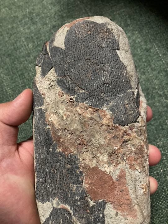 100%本物の恐竜の卵　オビラプトル　化石　恐竜　/ カルカロドントサウルス