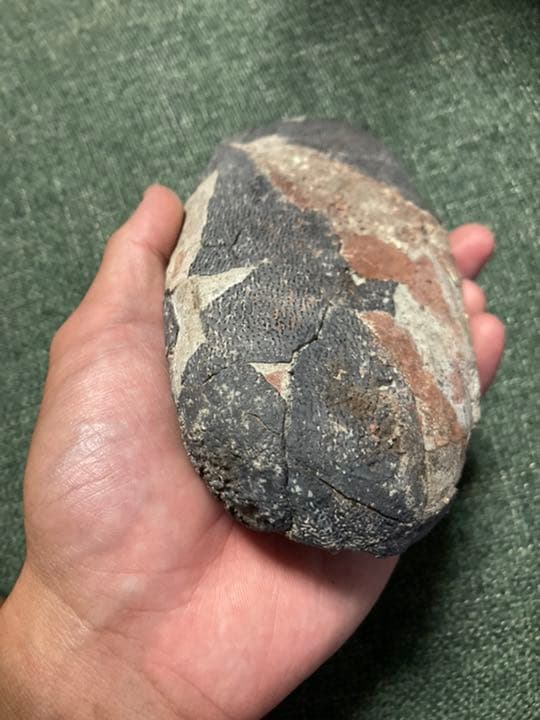 100%本物の恐竜の卵　オビラプトル　化石　恐竜　/ カルカロドントサウルス