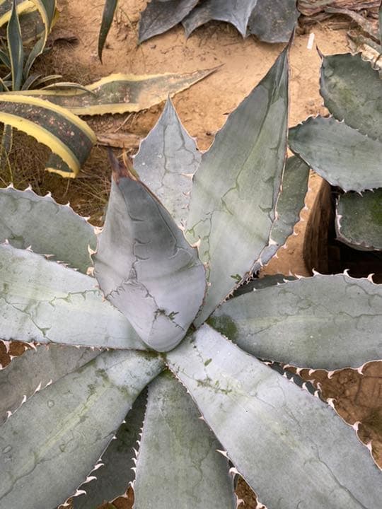 レアアガベ　チタノタ“ホワイトアイス” 超大株抜き苗発送