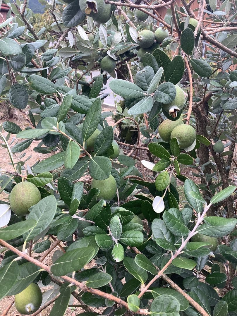 果樹8-4【フェイジョア　本株立ち】樹高約103cm【送料込み】