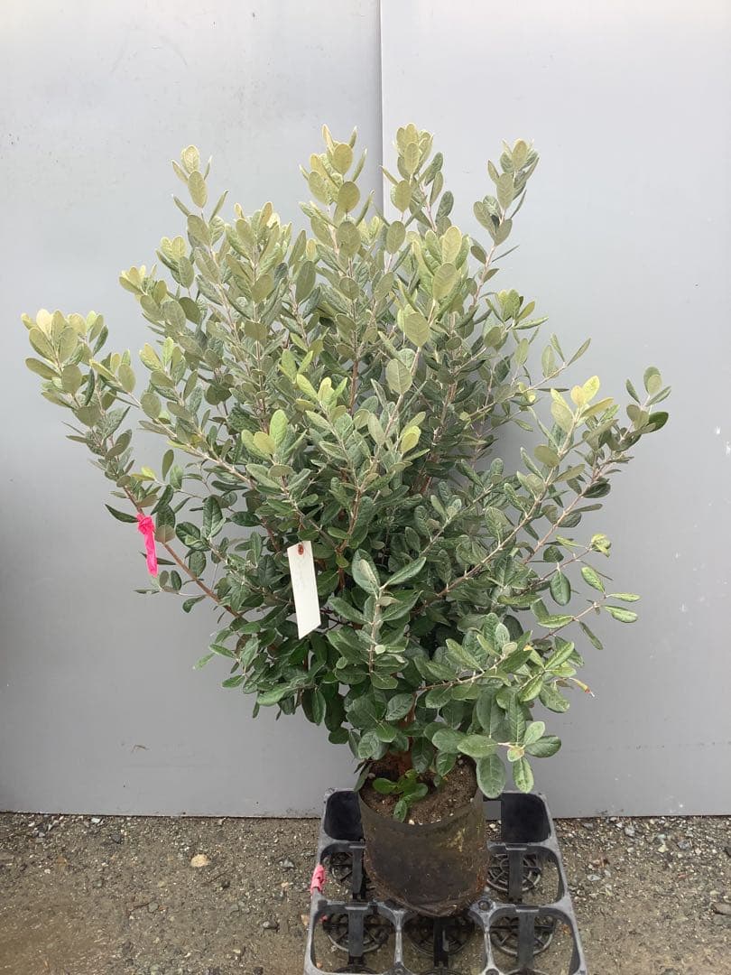 果樹8-4【フェイジョア　本株立ち】樹高約103cm【送料込み】