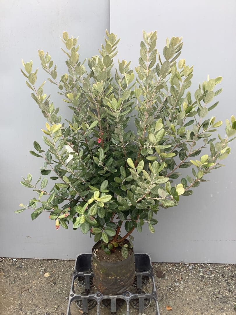 果樹8-4【フェイジョア　本株立ち】樹高約103cm【送料込み】