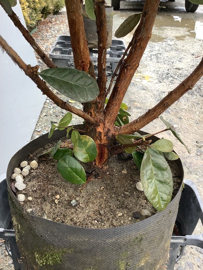 果樹8-4【フェイジョア　本株立ち】樹高約103cm【送料込み】