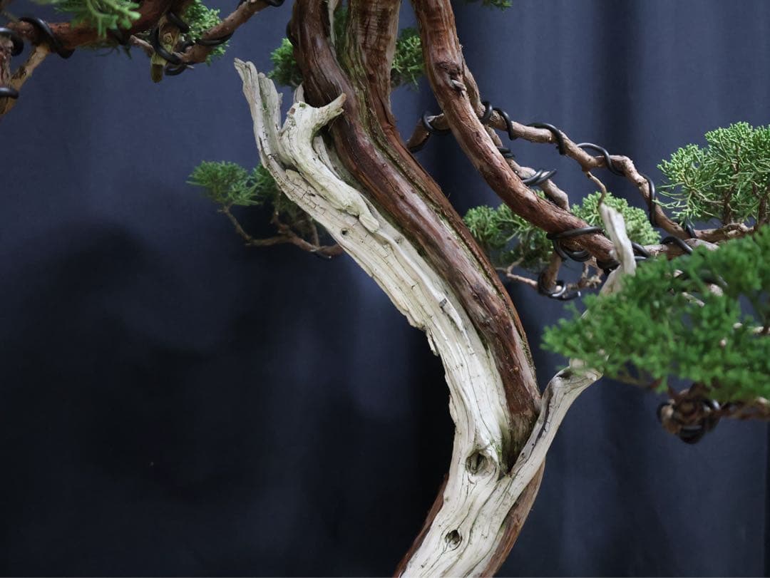 逸品　山採り　真柏　流れ良　山樹　模様木　大品盆栽　盆栽　シャリ芸