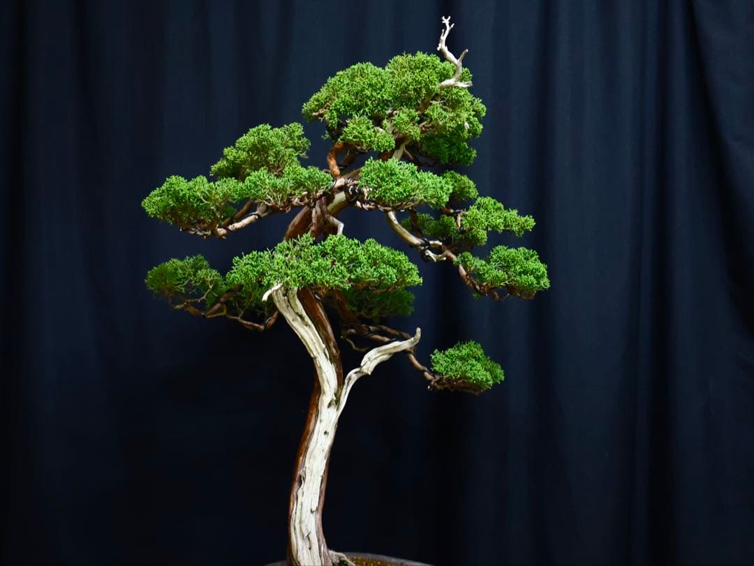 逸品　山採り　真柏　流れ良　山樹　模様木　大品盆栽　盆栽　シャリ芸
