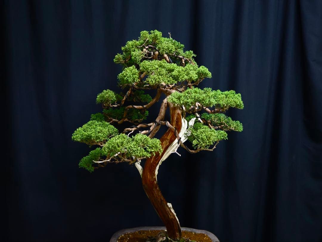 逸品　山採り　真柏　流れ良　山樹　模様木　大品盆栽　盆栽　シャリ芸