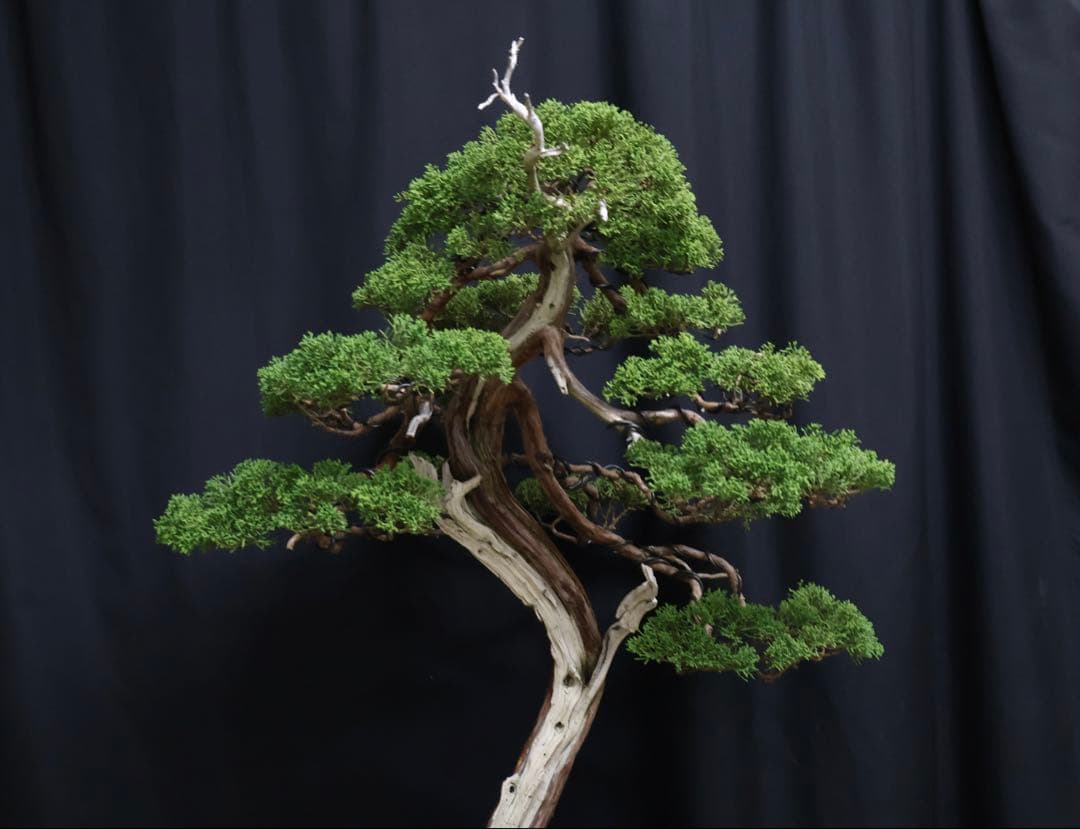 逸品　山採り　真柏　流れ良　山樹　模様木　大品盆栽　盆栽　シャリ芸