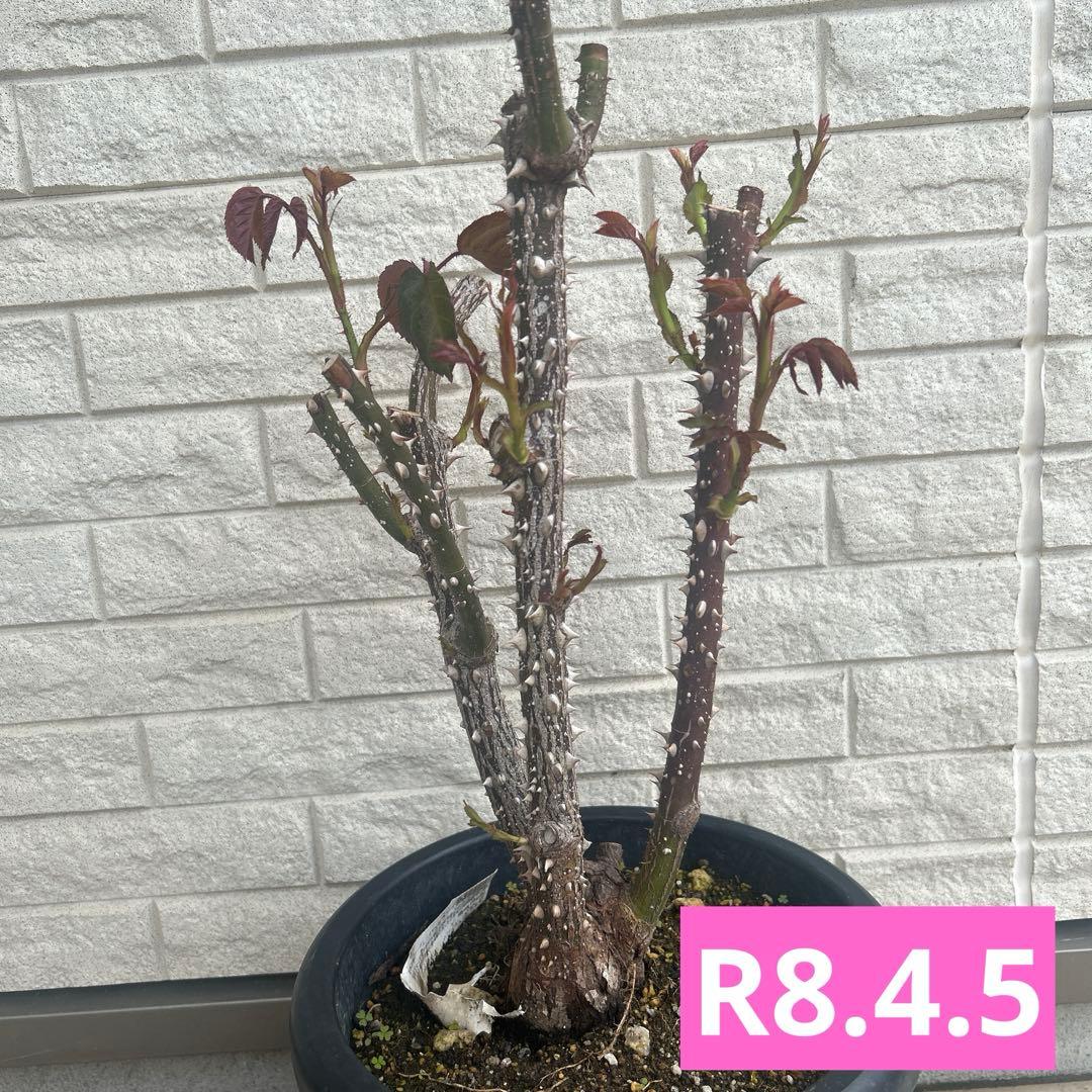 超大苗　キャサリンモーレー　廃盤　イングリッシュローズ　正規品