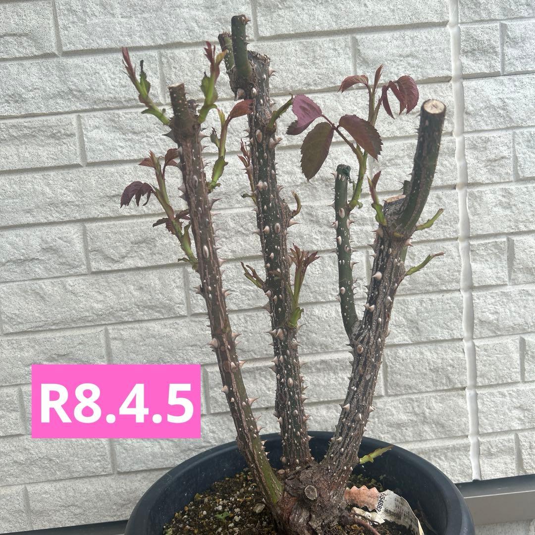 超大苗　キャサリンモーレー　廃盤　イングリッシュローズ　正規品