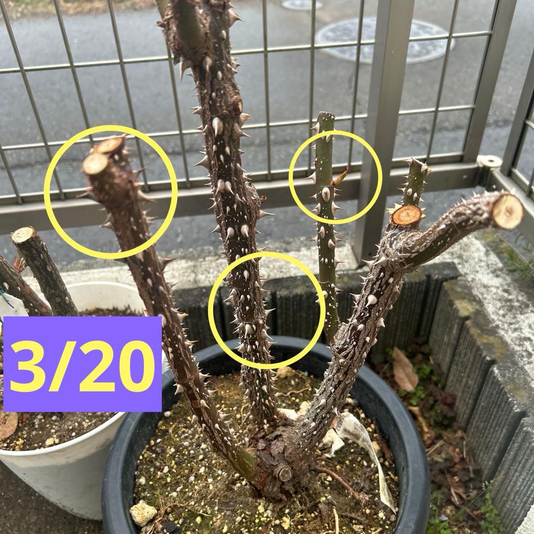 超大苗　キャサリンモーレー　廃盤　イングリッシュローズ　正規品