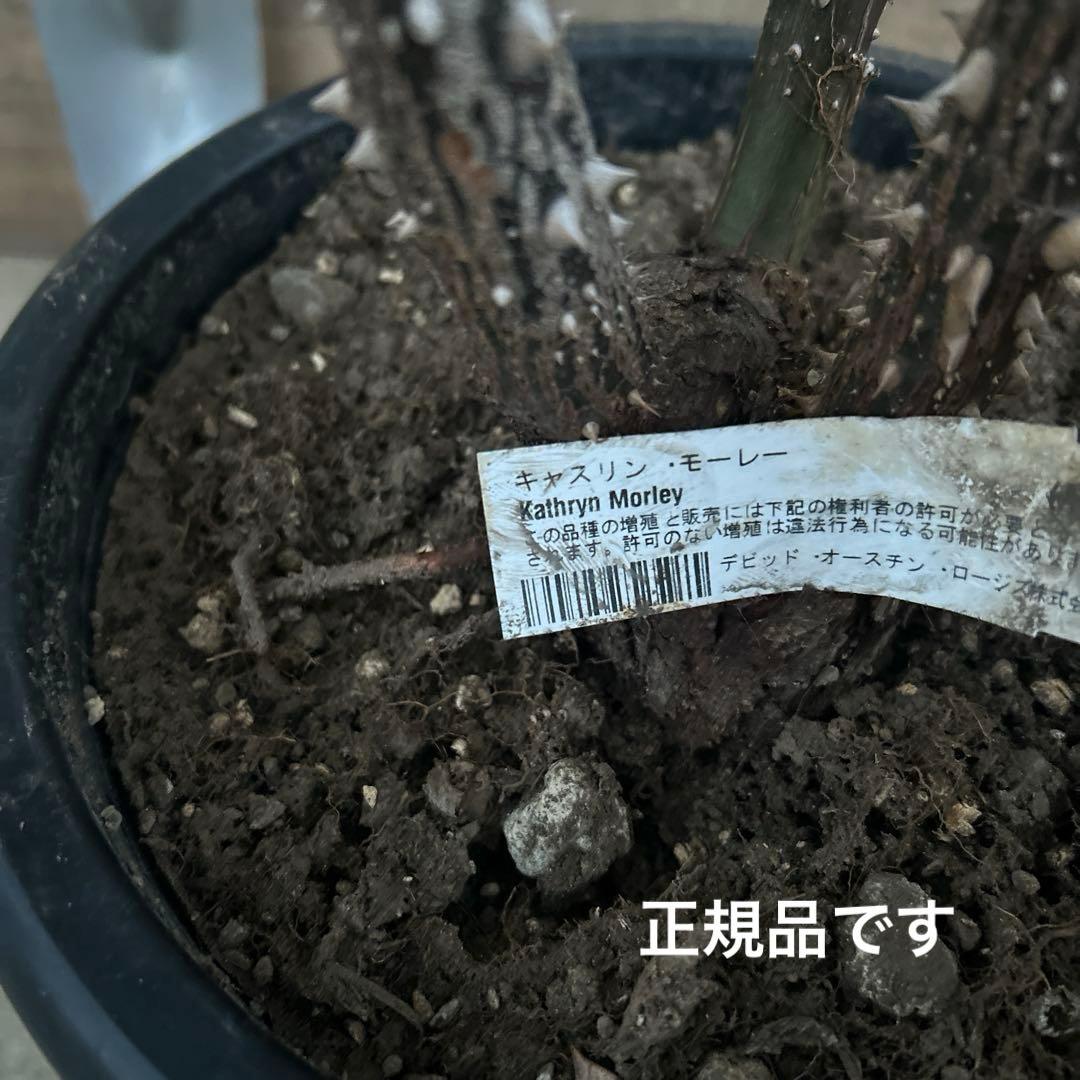 超大苗　キャサリンモーレー　廃盤　イングリッシュローズ　正規品