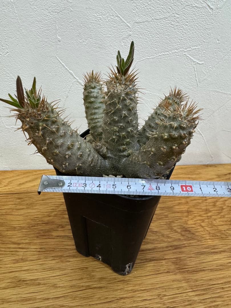 【鉢植えのまま発送】多頭 グラキリス 実生 5年株 ⑨