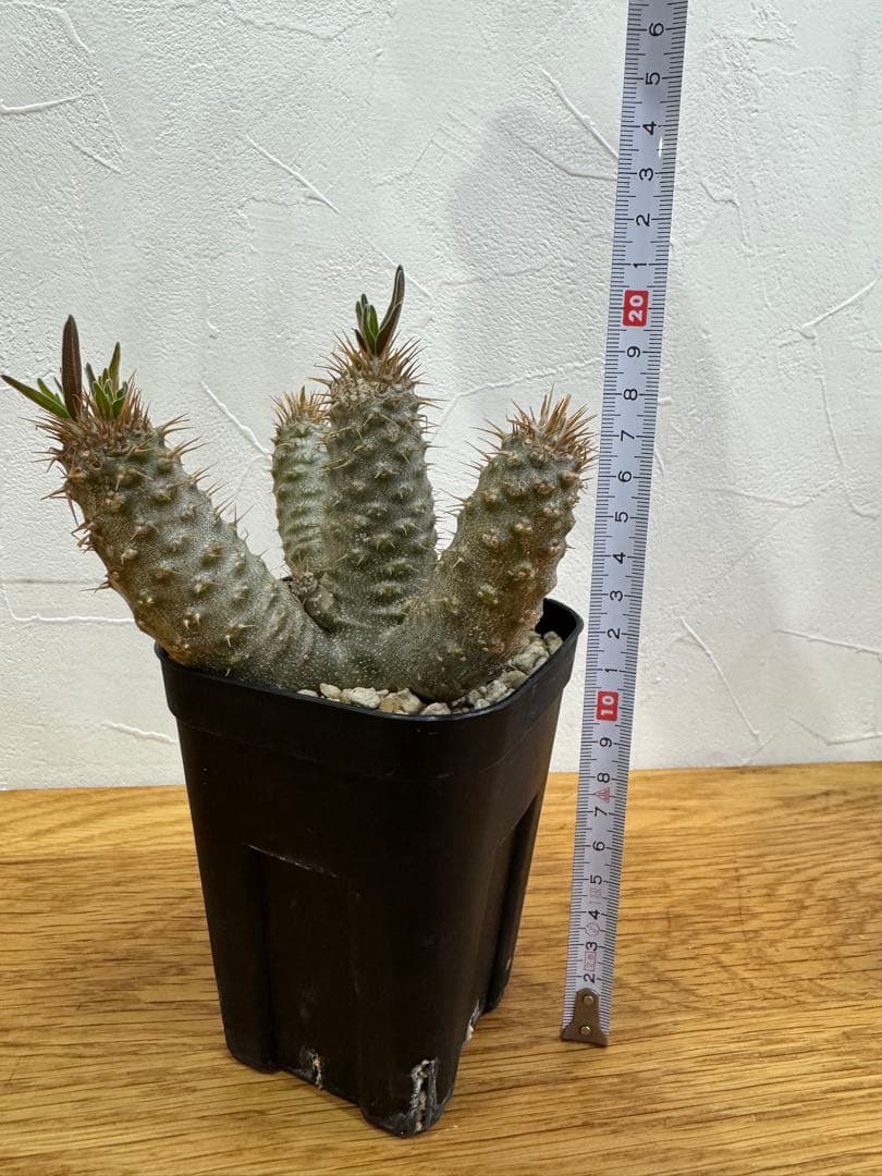 【鉢植えのまま発送】多頭 グラキリス 実生 5年株 ⑨